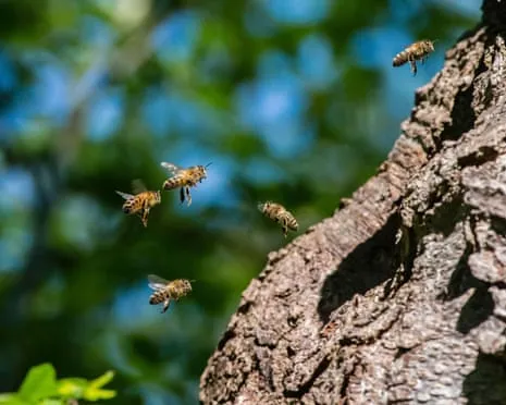 Why Protecting Honeybees Could Negatively Affect Other Bee Species